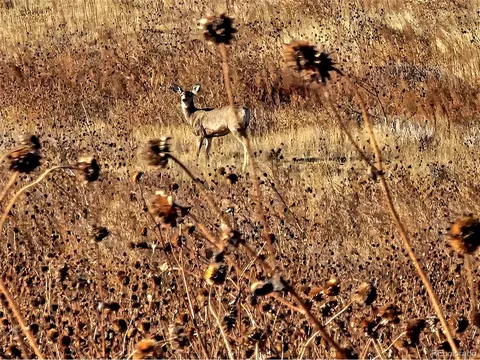 Undisclosed, Merino, CO 80741 photo 13