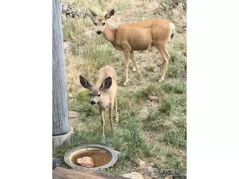 635 Mount Massive Dr, Livermore, CO 80536 photo 39