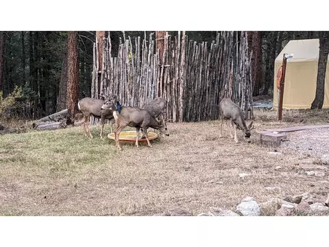 29225 S Sunset Trl, Conifer, CO 80433 photo 38