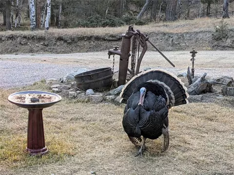 29225 S Sunset Trl, Conifer, CO 80433 photo 7