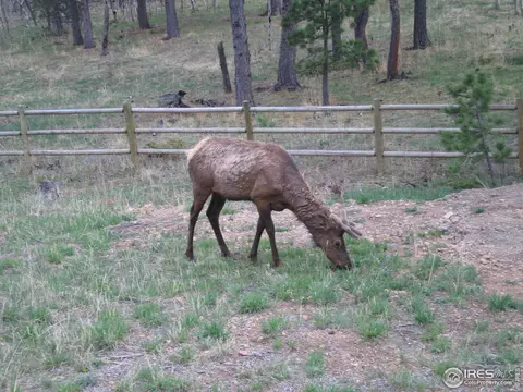 87 Big John Rd, Allenspark, CO 80510 photo 40