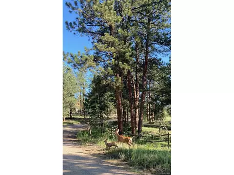 52 Little Spring Ln, Bailey, CO 80421 photo 37