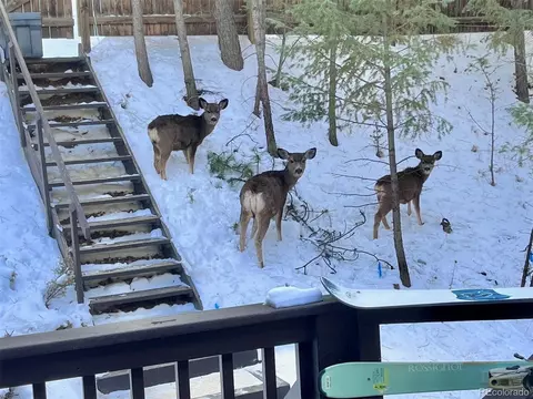 Exterior - 638 Impala Trl, Bailey, CO 80421 photo 12 of 12