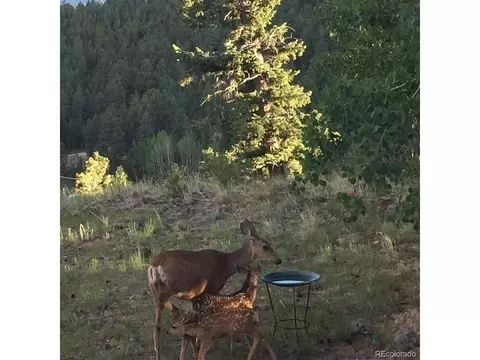 220 Iris Dr, Bailey, CO 80421 photo 38