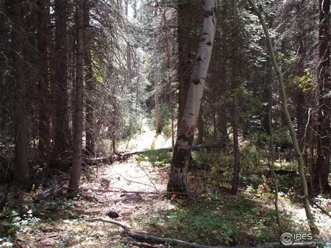 193 Bear Pl, Drake, CO 80515 photo 20