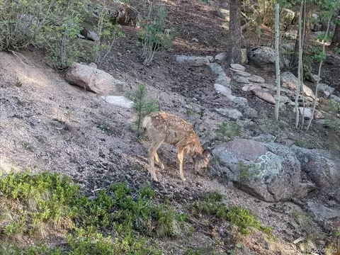 30211 Kings Vly, Conifer, CO 80433 photo 34