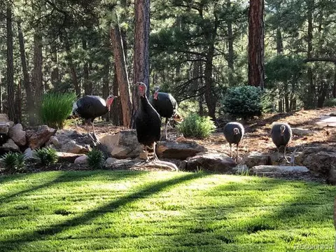 Undisclosed, Monument, CO 80132 photo 35