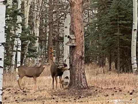 159 Aspen Way, Divide, CO 80814 photo 39