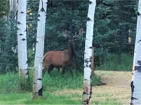 159 Aspen Way, Divide, CO 80814 photo 37
