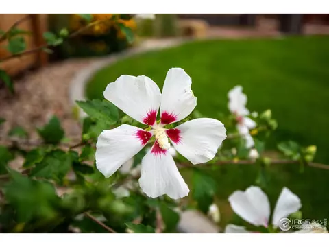 124 Walnut St, Windsor, CO 80550 photo 40