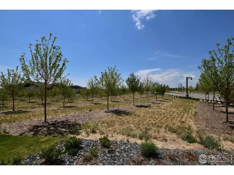 1504 Flowering Tree Ct, Windsor, CO 80550 photo 9