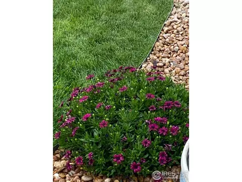 2135 Orchard Bloom Dr, Windsor, CO 80550 photo 26