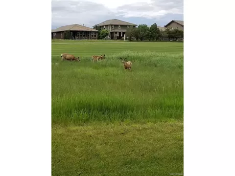 15941 Deer Ridge Dr, Morrison, CO 80465 photo 26