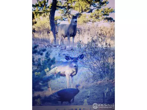 226 Jade Way, Lyons, CO 80540 photo 30