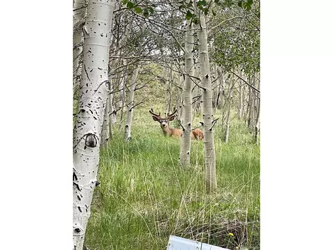 28 Ridge Point Cir, Divide, CO 80814 photo 8