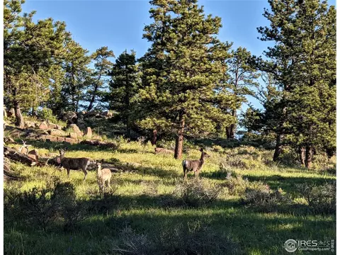 521 Raspberry Ln, Livermore, CO 80536 photo 19