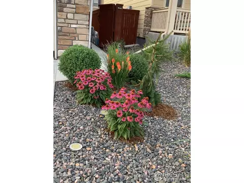 1806 Nightfall Dr, Windsor, CO 80550 photo 23