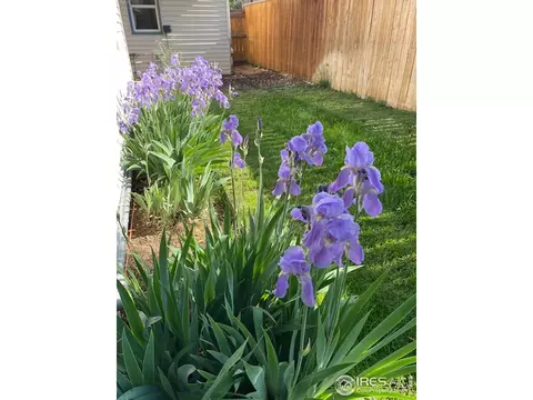 403 E Chester St, Lafayette, CO 80026 photo 23