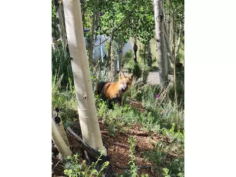Other - 388 Clark Rd, Bailey, CO 80421 photo 11 of 11