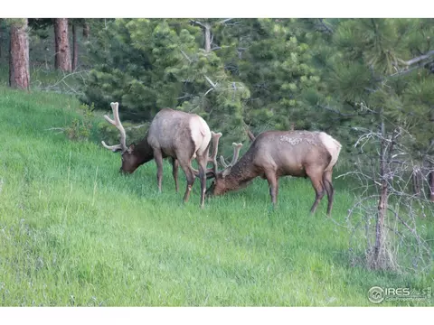 232 Saint Vrain Rd, Lyons, CO 80540 photo 36