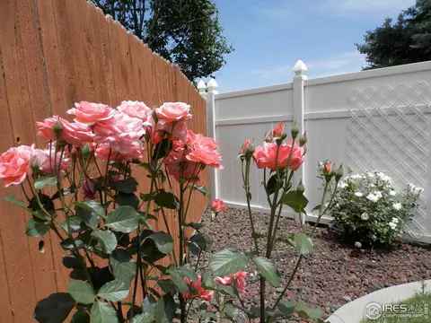 811 Douglas Pl, Berthoud, CO 80513 photo 23