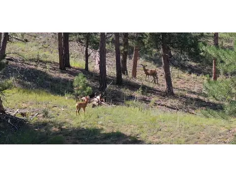 23884 Pine Top Ave, Pine, CO 80470 photo 25