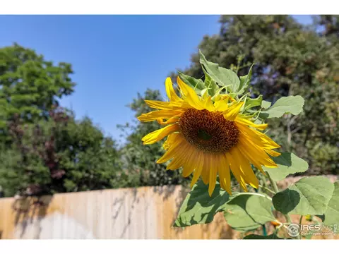 5410 Everett Ct, Arvada, CO 80002 photo 32
