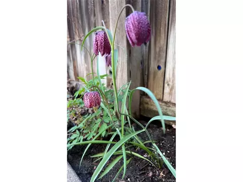 513 E 1st Ave, Denver, CO 80203 photo 35