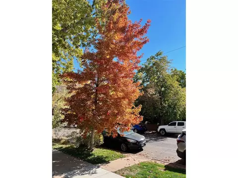 513 E 1st Ave, Denver, CO 80203 photo 39
