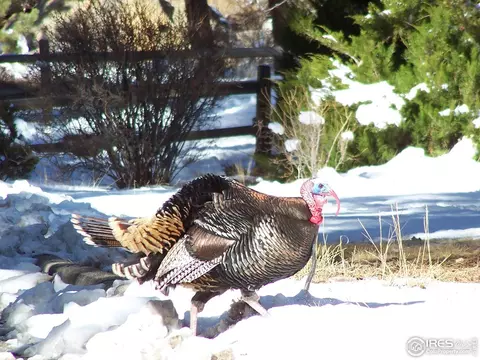 0 Highway 36, Lyons, CO 80540 photo 38