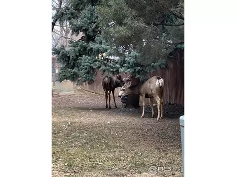 1542 Macarthur Dr, Boulder, CO 80303 photo 2