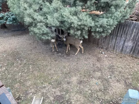 1542 Macarthur Dr, Boulder, CO 80303 photo 17