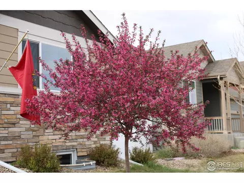 730 Elk Mountain Dr, Windsor, CO 80550 photo 4