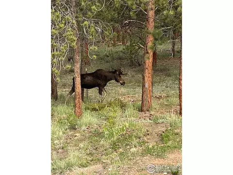 456 Saint Vrain Rd, Lyons, CO 80540 photo 36