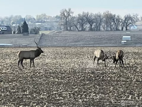 2143 W County Road 8, Berthoud, CO 80513 photo 35