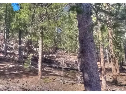 233 Renaud Rd, Bailey, CO 80421 photo 3