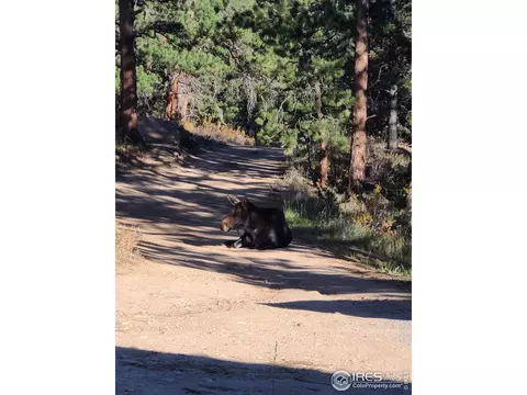 50 Pine Dr, Lyons, CO 80540 photo 36