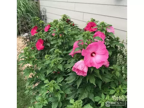 320 Jay Ave, Severance, CO 80550 photo 28