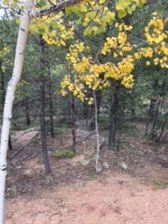 741 Calcite Dr, Divide, CO 80814 photo 7