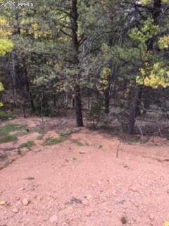741 Calcite Dr, Divide, CO 80814 photo 3