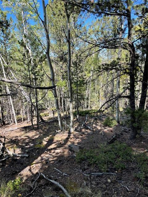 833 Calcite Dr, Divide, CO 80814 photo 3