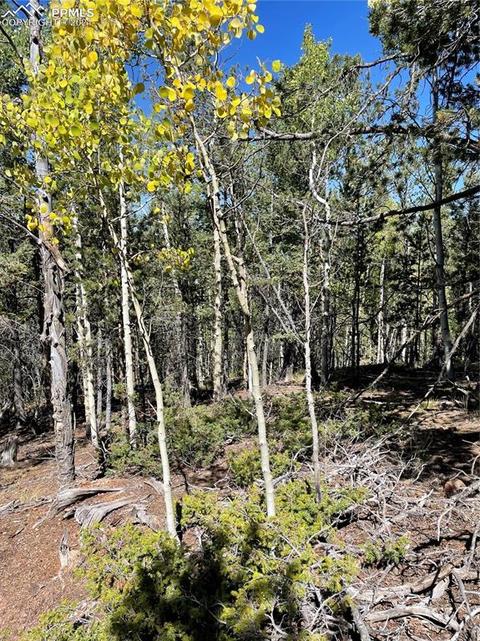 833 Calcite Dr, Divide, CO 80814 photo 1