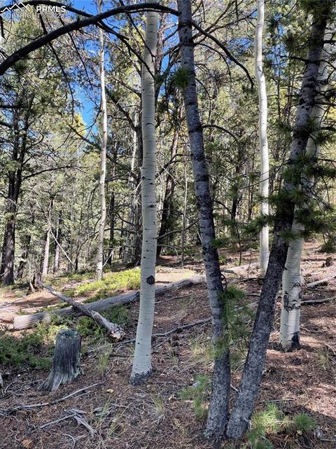 833 Calcite Dr, Divide, CO 80814 photo 4