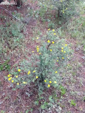 7072 County Road 61 Na Na, Divide, CO 80814 photo 12