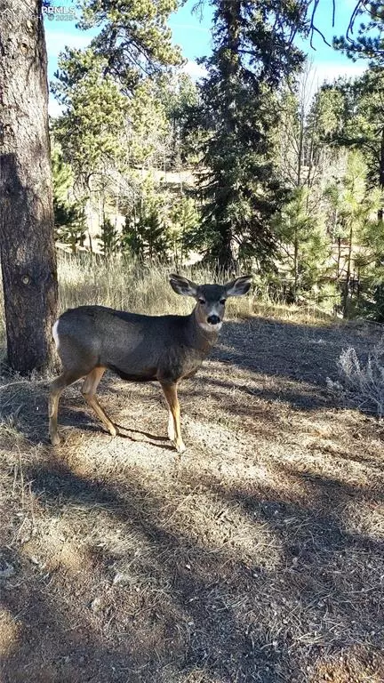 97 Shadow Lake Dr, Divide, CO 80814 photo 36