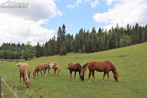 4009 County Road 5 Rd, Divide, CO 80814 photo 49