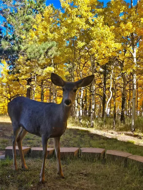 162 Ridge Top Dr, Divide, CO 80814 photo 38