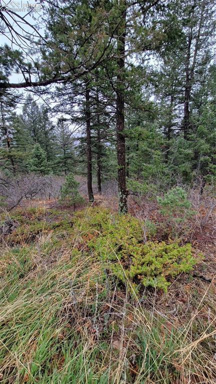 5325 Kulsa Rd, Cascade, CO 80809 photo 3
