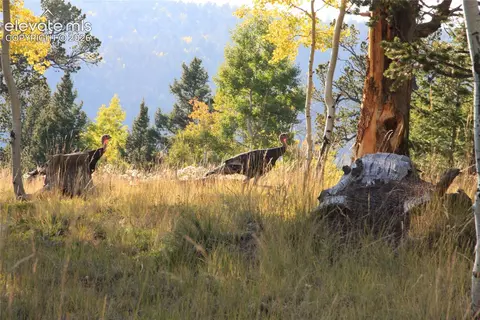 131 Paradiso Rd, Divide, CO 80814 photo 46
