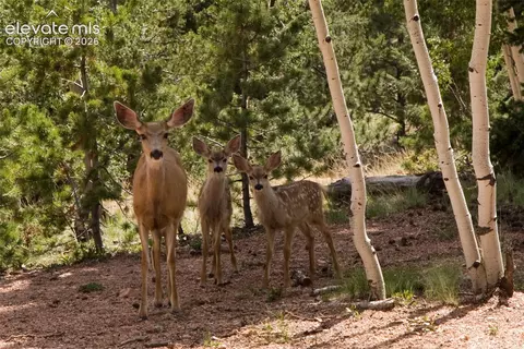 131 Paradiso Rd, Divide, CO 80814 photo 38